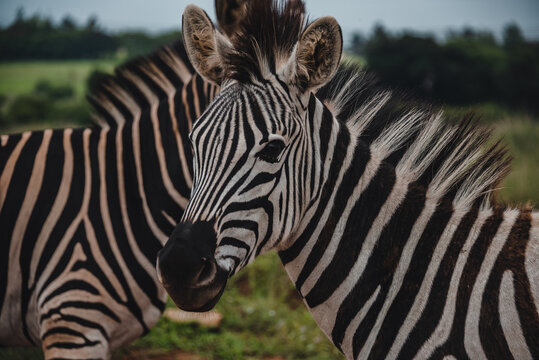 Zebra Animal Zebra Animal