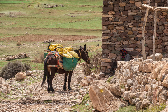 loaded donkey, Ait Said, Atlas mountain range, morocco, africa
