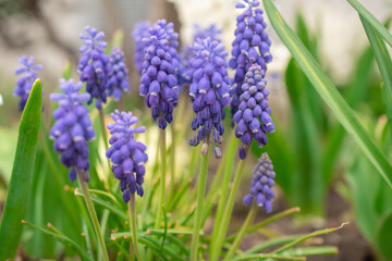Blue Muscari flowers close up. A group of Grape hyacinth  blooming in the spring, closeup with selective focus