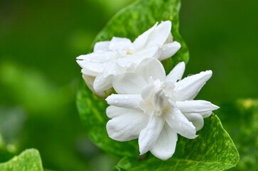 Obraz na płótnie Canvas Jasmine flowers in full bloom