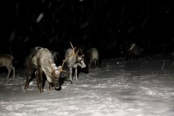reindeer in the darf near tromso norway in winter with snow