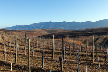Fototapeta na wymiar Young Plants Growing in a New Vineyard Area in Slovenia