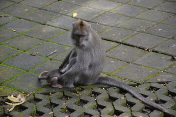 japanese macaque sitting on the ground