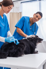 Smiling african american veterinarian petting border collie while colleague doing vaccination in...