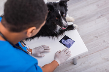 Overhead view of african american vet doctor looking at ultrasound scan near border collie in clinic