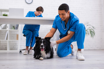 Positive african american veterinarian petting border collie near blurred colleague in clinic