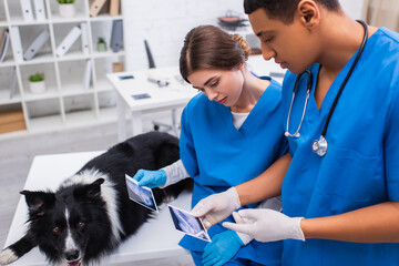 Interracial vet doctors holding ultrasound scans near border collie dog in clinic