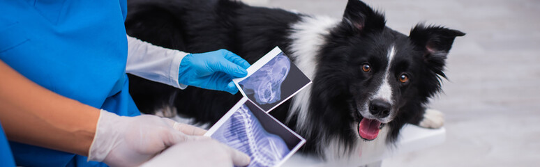 Cropped view of interracial vet doctors holding ultrasound scans near blurred border collie in...