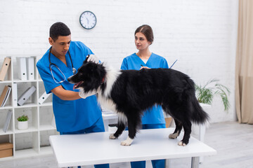 African american vet doctor examining border collie near colleague with clipboard in clinic