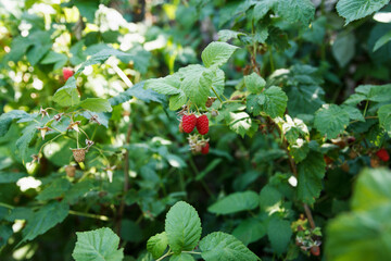 Many berries of red sweet and tasty raspberries sour on branches in the summer garden