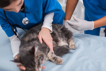 African american vet doctor holding syringe near blurred maine coon and colleague in clinic