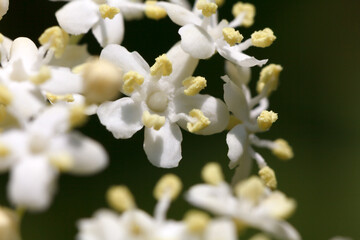 Extreme Close-up Macro Of White Elder Blossoms