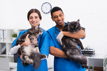 Smiling interracial veterinarians holding maine coon cats in clinic