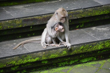 japanese macaque sitting on the ground