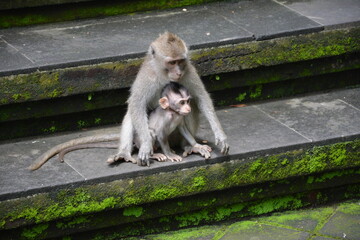 japanese macaque sitting on the ground