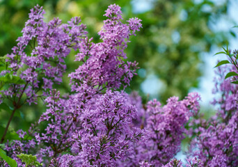 Fototapeta premium Lilac Syringa microphylla bush in spring garden. Close-up of pink-purple syringa bloom. Nature concept for design. 