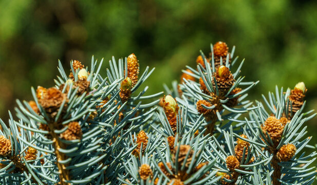 Silver blue spruce Picea pungens Hoopsii with new growth in ornamental garden. New shoots start to open on the tree.  Close-up selective focus. Nature concept for spring design