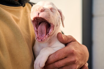 One month old white boxer puppy big yawning while being held by an unrecognizable man's hand.