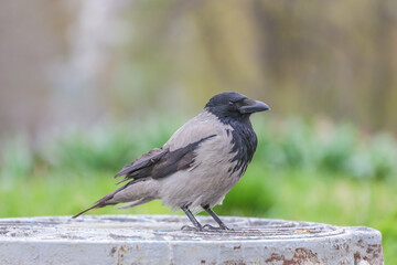 A gray crow with a broken wing sits on a metal wrought-iron hatch and looks in front of him.A sick crow with a broken wing sits in a park against a background of blurred green grass and trees.Blurred.