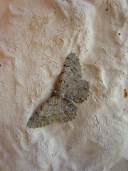 A small inconspicuous moth, the smoky dusky moth (Boarmia propuscularia Hb.) with a light and dark...