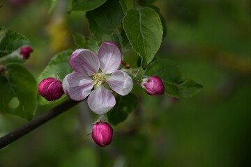 Fototapeta na wymiar Spring background with blooming apple tree