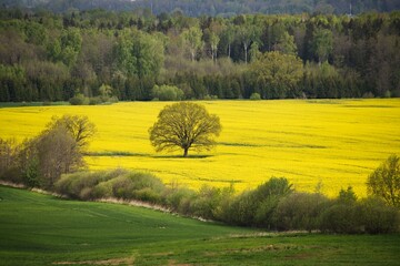 Spring agricultural landscape with rapeseed crop