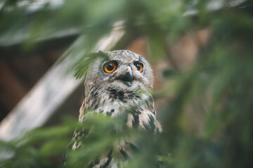 close up of an eurasian eagle-owl (Bubo bubo)