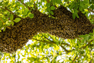 honey bee drone swarm flew out and stuck around tree branches, view from below against the sun