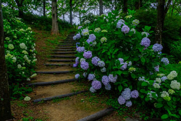神戸森林植物園の雨に濡れた紫陽花