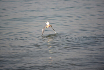 Concarneau - mouette