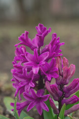 Close-Up Of Purple Flowering Plants, Hyacinth