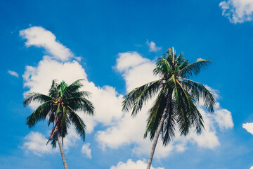 Fototapeta na wymiar Summer nature scene. nice palm trees in the blue sunny sky