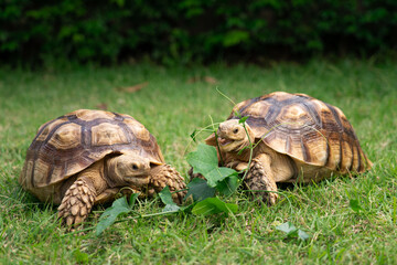 Tortoise eating a leaf of vegetable or grass on a green background. animal feeding (Centrochelys sulcata)
