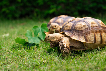 Tortoise eating a leaf of vegetable or grass on a green background. animal feeding (Centrochelys sulcata)