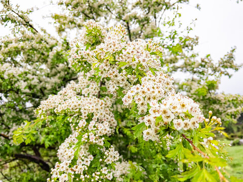 fresh fragrant flowers of springtime dogwood trees