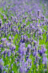 Naklejka premium Lavender Field Full Frame