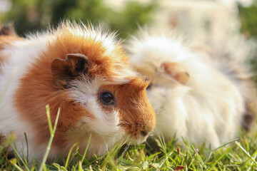 country pig in grass