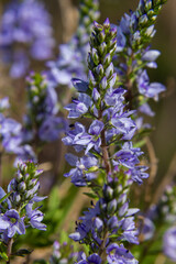 Veronica prostrata is a low light blue blooming plant of sunny hills, a mountain flower