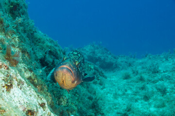 Grouper Fish Portrait in Blue Waters