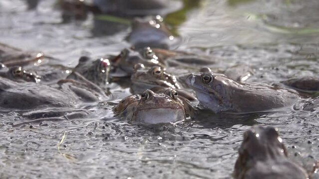 slow motion. large colony of frogs (Rana temporaria) during mating against background of cavia