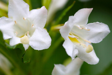 "Weigela coraeen(Hakone utsugi)"  pure white flower head, close up macro photography.