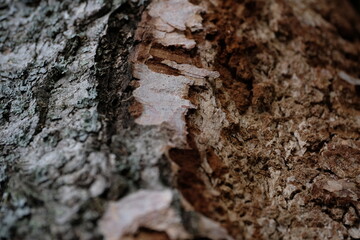 Birkenrinde weiß Rinde Baum Struktur abstrakt Hintergrund wallpaper Holzwurm Textur Muster Kambrium