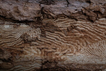 Birkenrinde weiß Rinde Baum Struktur abstrakt Hintergrund wallpaper Holzwurm Textur Muster Kambrium