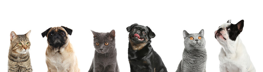 Cute funny cats and dogs on white background. Banner design