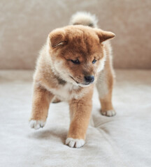 Fototapeta premium Little red shiba inu puppy