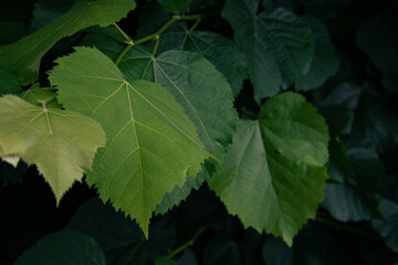Bright green foliage of trees. Natural background.