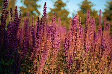 Flowering lavender fields at dawn of the day. Purple flowers. Spring background.