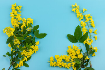 Flowers of yellow acacia on blue background. Caragana's arborescens blooming. Yellow flower background.