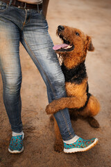 Airedale terrier dog happy  portrait
