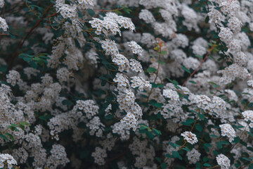 Branches of flowering spirea arguta (bride's wreath). Nature background. White flowers. Close-up. natural floral textures
